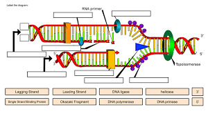 In the mean time we talk about dna replication structure worksheet and answers, below we will see some similar pictures to give you more ideas. Dna Drag And Drop