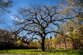 the stories trees tell penn today
