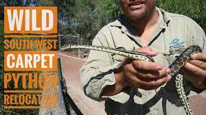 perth snake catcher