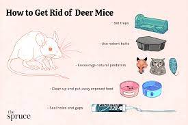 how to get rid of deer mice