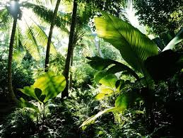 plants that survive in a rainforest