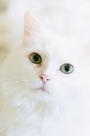 White Cat Wallpapers Hd Cat Phone