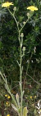 Picris altissima Delile | Flora of Israel Online