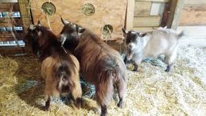 small livestock hay feeders ohio ag