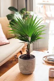 How To Grow China Palm Livistona