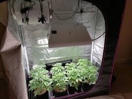 From here, they can gradually be. Learn About The Cannabis Vegetative Stage Grow Weed Easy