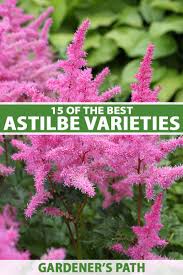 White ones signify purity, pink ones signify prosperity, red ones signify passion, orange ones signify pride, and yellow ones signify gratitude. 15 Of The Best Astilbe Varieties Gardener S Path
