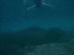 Galubt ihr an meerjungfrauen oder ähnliches? Real Life Mermaid In Open Sea Vera Sirena In Mare Aperto Eine Echte Meerjungfrau Im Offenen Meer Animated Gif