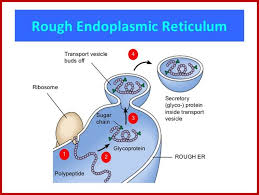 This gives it the rough appearance. Endoplasmic Reticulum