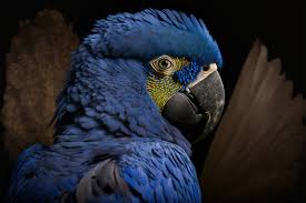 nature s elegant hyacinth macaw