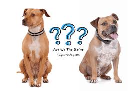The staffordshire bull terrier hails from the bulldog and the british terrier. Are Pit Bulls And Staffies The Same Dog Breeds Faq
