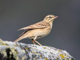 It is a migrant moving in winter to tropical africa and the indian subcontinent. Tawny Pipit Ebird