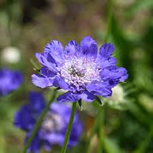 fama deep blue pincushion flower