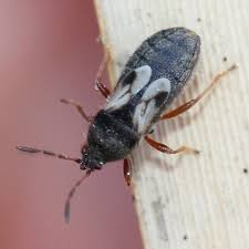 how to detect and treat common lawn pests