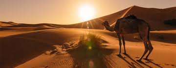 It is spread over 9,000,000 square km. 10 Interesting Facts About The Sahara Desert On The Go Tours Blog
