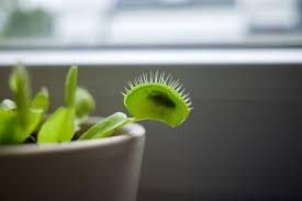 Venus Fly Trap Care Everything You