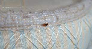 Bed Bugs Away From Your Mattress