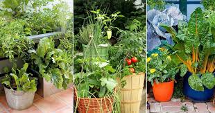 Decorative Container Vegetable Garden