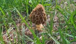 morel mushroom michigan backyard journal