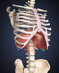 Look for clues from landmarks and muscle attachments that will tell you exactly where the rib cage is. Medical Illustration Of Human Diaphragm In Rib Cage Bones Sternum Stock Photo 174716804
