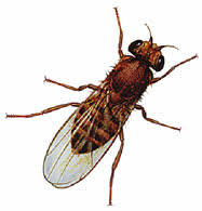Image result for photo of fruit fly