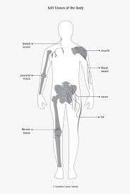 Blank peripheral nervous system diagram : Blank Diagram Immune System Hd Png Download Transparent Png Image Pngitem