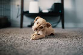 pet urine smell from carpets