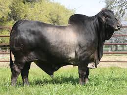The brahman breed originated from bos indicus cattle from india. Mr V8 183 7 Gator V8 Ranch Brahman Cattle In Hungerford And Boling Texas