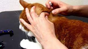 spot on flea treatment to your cat