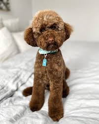 these adorable chocolate poodles will