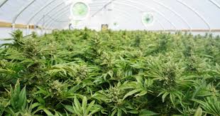 Canopy growth investors group this page is for. Canopy Growth Corp Stock Climbs After Piper Jaffray Raises Price Target To 60 From 40