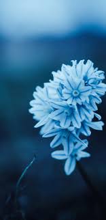 1440x2960 blue petal flowers samsung