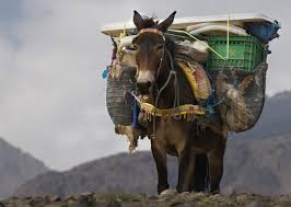 Because of the large difference between the donkey and horse families, the offsprings (mules) ordinarily do not reproduce and are thus not considered as a separate breed. Everything You Need To Know About Money Mules How To Detect Them Hint It S Not A Sniff Test Acuant