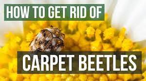 how to get rid of carpet beetles 4