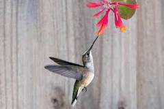 What can I feed hummingbirds besides sugar water?