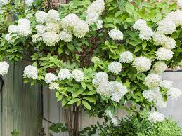 11 best trees and shrubs with white flowers