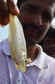 Photo: T. Appala. The Hindu Sillago Sihama brackish water fish being cultivated in Krishna district. Photo: T. Appala Naidu. TOPICS - 02VZONGPG5-FISH_1706578e