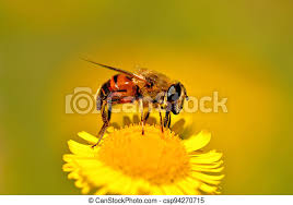 drone fly hoverfly on yellow flower