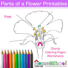 Seed To Plant Coloring Worksheet The Crafty Classroom