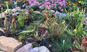 Simple To Install Low Cost Bog Garden