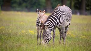 Zebras do not live in the jungle. 10 Things You Didn T Know About Zebras Zoological Society Of London Zsl