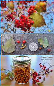 hawthorn berries identify harvest