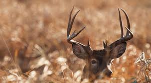 Attracting deer to your yard is easy if you live in a wooded area where they live. Attracting White Tail Deer Southern States Co Op