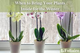 Plants Inside For The Winter
