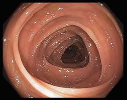 Image result for colon innards