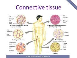 Three major bursae and a fat pad are part of the complex joint that unites the femur and tibia of the leg. Connective Tissue Characteristics Functions And Types Online Biology Notes