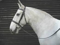Could You Help Me Find A Black Hunter Bridle Online That