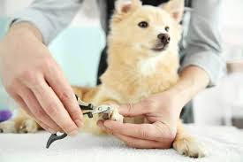 nail trims for your pet fairview
