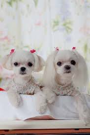 Check spelling or type a new query. Mimi Coco Barbiedoggies Cute Dogs Cute Animals Beautiful Dogs