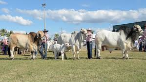 Nelore, gyr, guzerat, and australia has many different cattle breeds just like in north america. Find Out Who The Stud Beef Judges Are At Beef 2018 Queensland Country Life Queensland